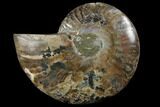 Agatized Ammonite Fossil (Half) - Crystal Chambers #111485-1